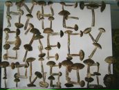 Фотография Емельянова Дмитрия