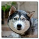 Дмитрий Герман фотография #49 (источник - https://vk.com/id90529118)