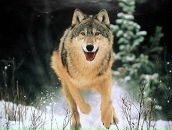 Лариса Йолкіна фотография #41 (источник - https://vk.com/id10384967)