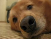 Фотография Певгонен Юлии