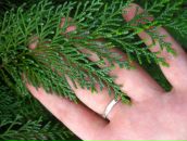 Фотография Хамидуллиной Лидии