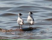 Фотография Соловейчик Ирины