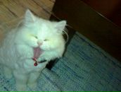 Suphi Ayaoku фотография #26 (источник - https://vk.com/id83001152)