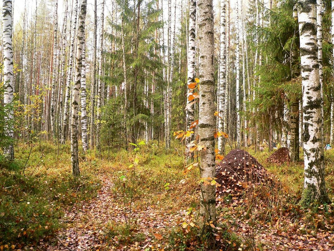 Альберт Зайнеев фотография #30