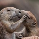 Dragon Force фотография #9 (источник - https://vk.com/id3068283)