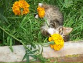 Іннуся Ануфрієва фотография #45 (источник - https://vk.com/id93938207)