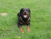 Ростік Дяків фотография #11 (источник - https://vk.com/id52324947)