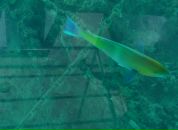 Антон Симаков фотография #45 (источник - https://vk.com/id917581)