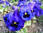 Ірина Панічева фотография #21 (источник - https://vk.com/id67275749)