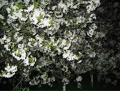 Фотография Пешковой Элен