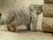 Фотография Крайниковского Стаса