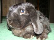 Фотография Ехидны Артёма