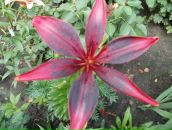 Діанка Манюня фотография #1