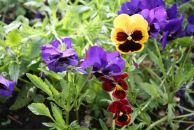 Фотография Тонковой Анюты