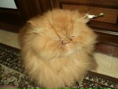 Вітя Кропивницький фотография #17 (источник - https://vk.com/id56087761)