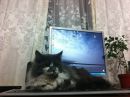 Чік Росоович фотография #13 (источник - https://vk.com/id109152568)