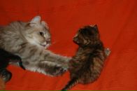 Кіріл Петрук фотография #45 (источник - https://vk.com/id2620559)