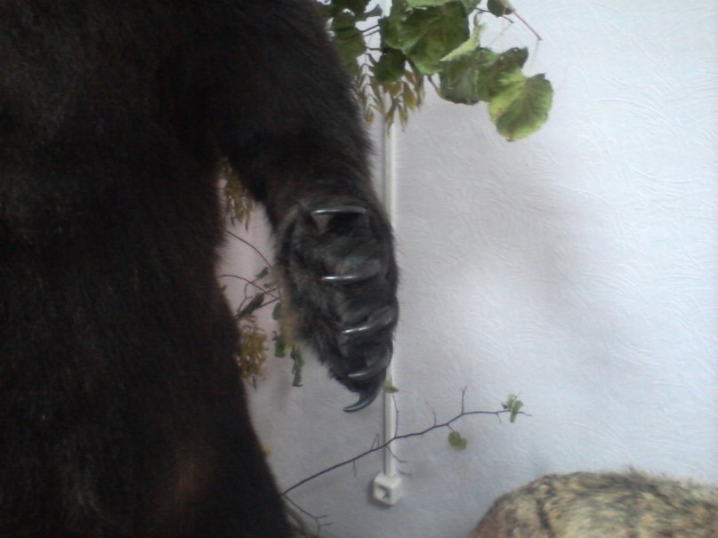 Виктор Крутиков фотография #34