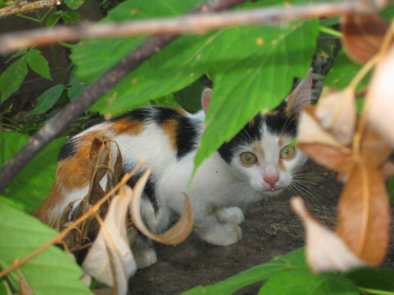 Ольга Гребенникова фотография #2