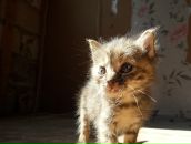 Фотография Тихоновой Павлины