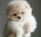 Ліанка Кучерява фотография #21 (источник - https://vk.com/id135812410)