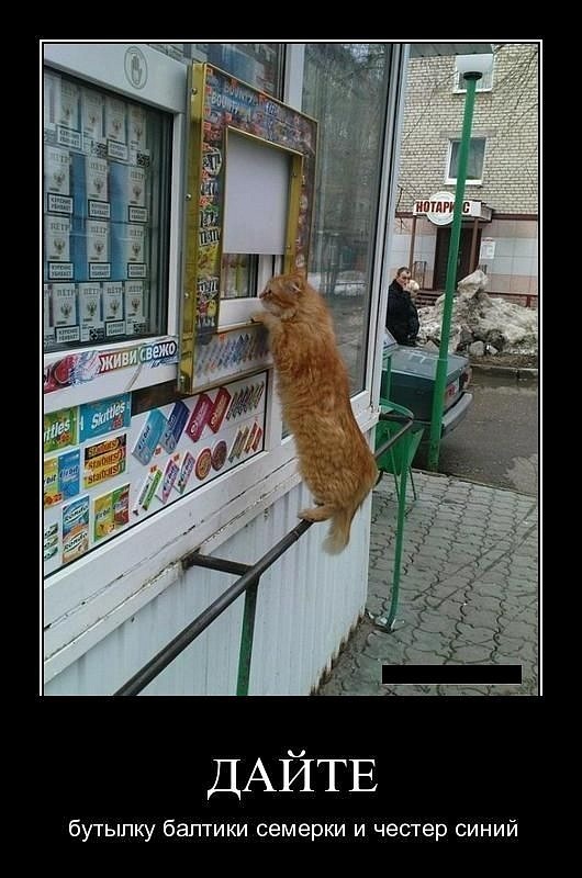 Митяй Чикин фотография #45