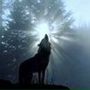 Фотография Серого Волка