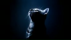 Фотография Иваненко Елены