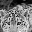 Ігор Шутурма фотография #26 (источник - https://vk.com/id122805674)