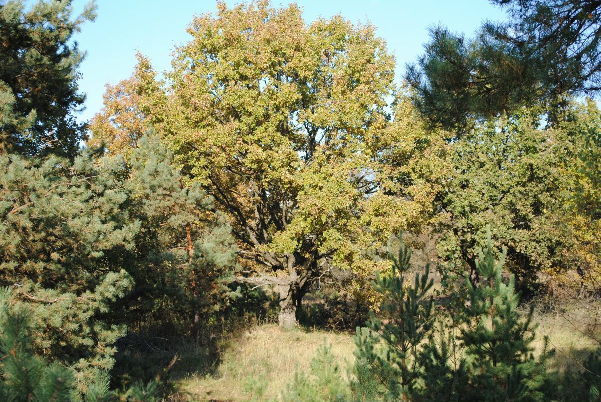 Ragnar Blackmane фотография #48