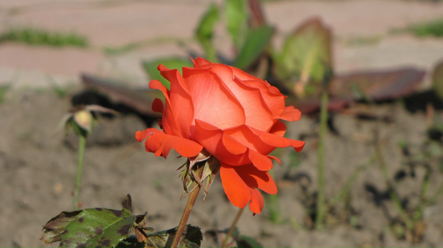 Елена Душка фотография #38