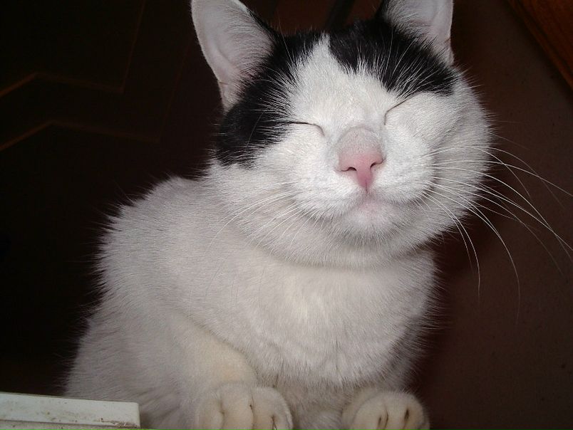 Grafa Grafa фото №1