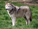 Вільний Вовк фотография #1