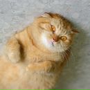 Фотография Шереметьевой Екатерины