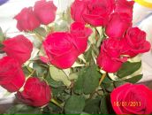 Фотография Судобицкой Веры