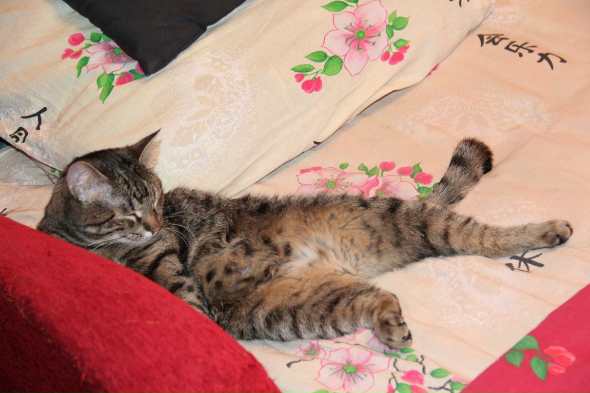 Софья Тотмакова фотография #39