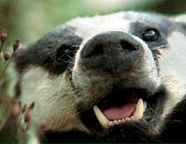 Фотография Осипова Александра