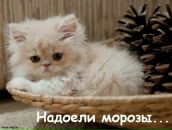 Анжела Сербіна фотография #19 (источник - https://vk.com/id69675386)