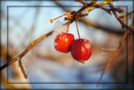 Фотография Ивановой Олечки