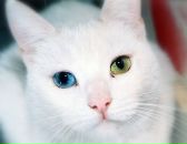 Фотография Балабан Артём