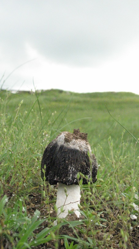 Lion Cat фотография #23