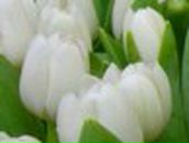 Мирослава Колодій фотография #34 (источник - https://vk.com/id74724043)