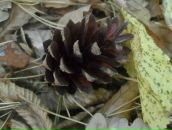 Віталій Панасюк фотография #37 (источник - https://vk.com/id67183575)