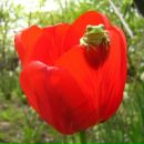 Фотография Веселова Аркадия