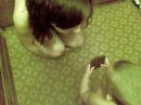 Фотография Шамшудиновой Эльвиры