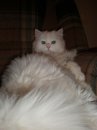 Бєлий Белов фотография #16 (источник - https://vk.com/id59422584)