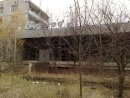 Бігуляк Goldenstream фотография #7 (источник - https://vk.com/id54639922)