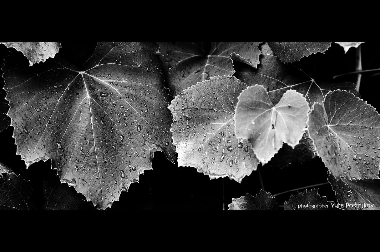 Юра Постников фотография #15