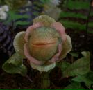 Фотография Махова Александра