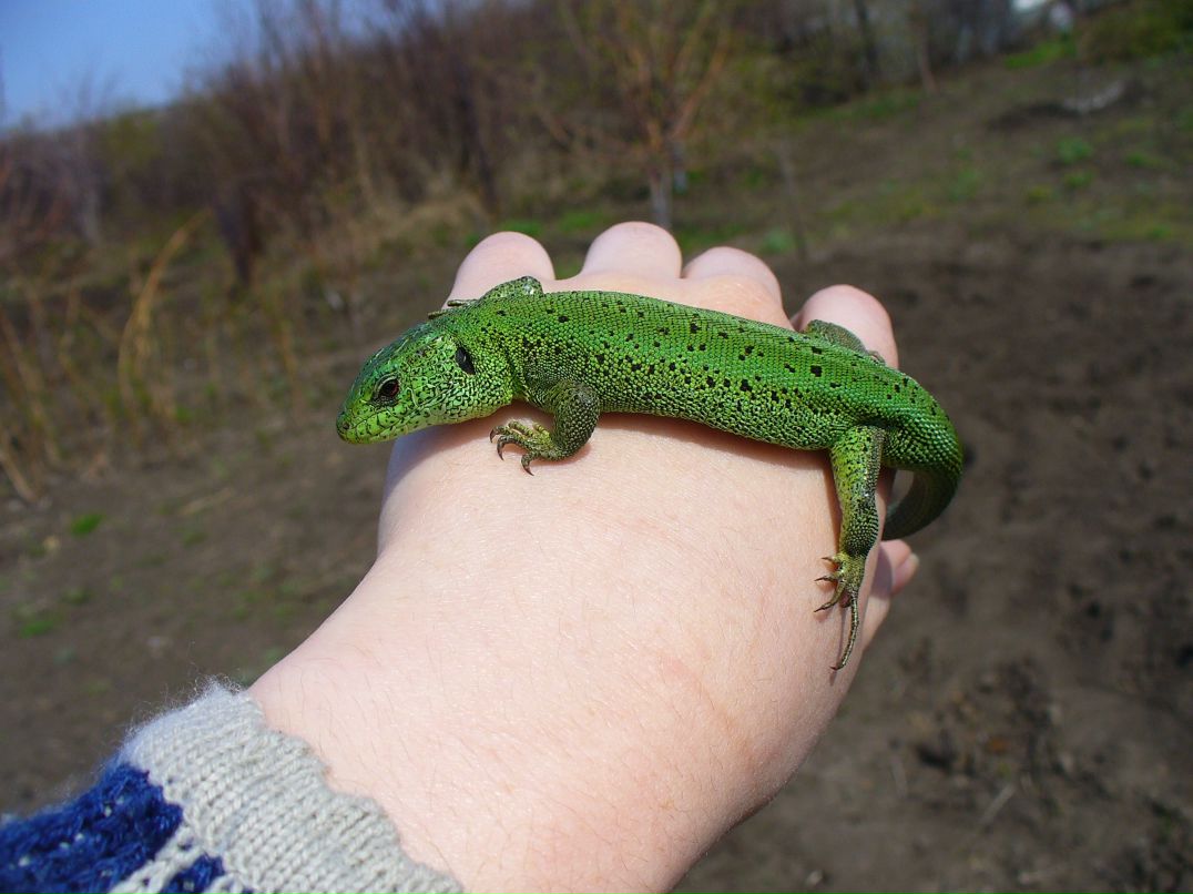 Оля Коваленко фотография #24